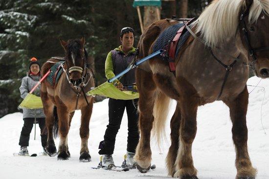 Cheval Et Montagne