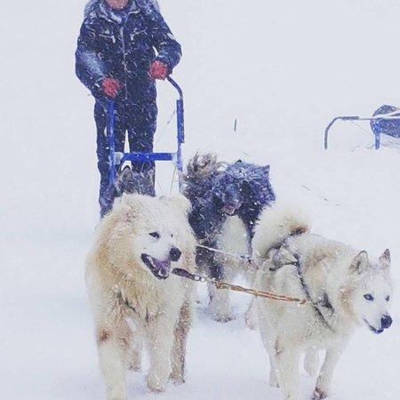 The Sled Adventure